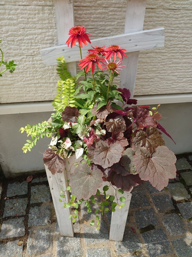 夏の寄せ植え作っちゃいました | つなさん 北国の小さな庭と暮らし