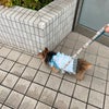 もんもんだよりの画像