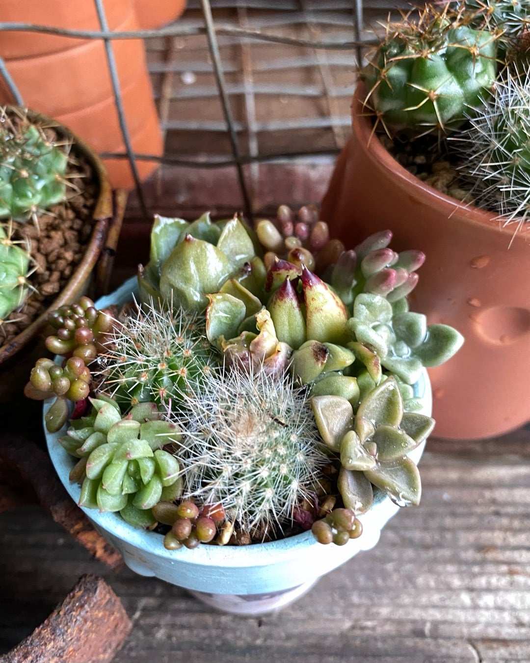 あの日のチビサボたち・・・&清楚なサボテンの花(*´艸 あの日のチビサボたち・・・&清楚なサボテンの花(*´艸