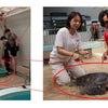 道の駅紀宝町ウミガメ公園新サービス開発情報 昨今のどんどん更新されていく「動物愛護」の観点にの画像