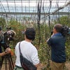 三重県紀宝町石本果樹園メディア情報 ハウスミカンの収穫作業の取材に…の画像