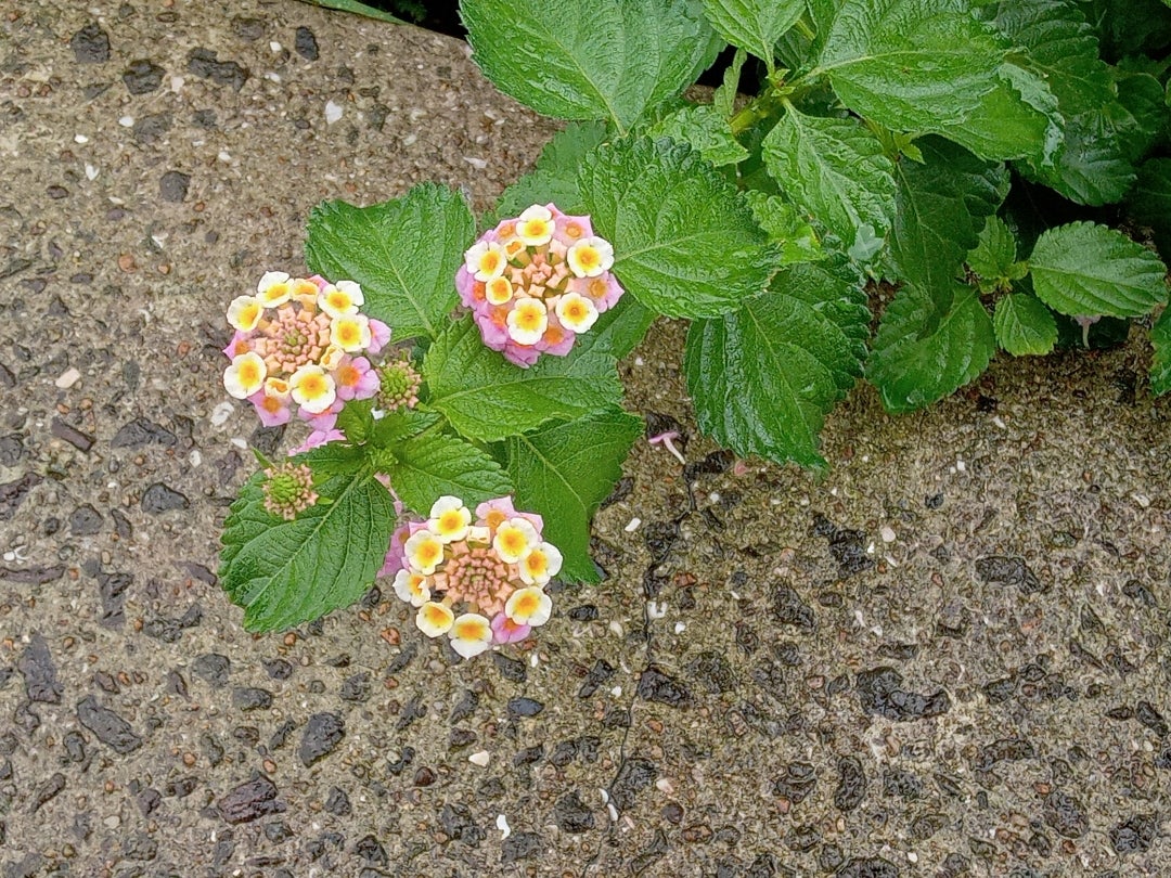 道端で見つけた可愛い花さん、小さいのに、小さい花がいっぱい咲いてて