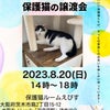 8月20日（日）14時～18時　保護猫ルームえびす譲渡会です(*‘ω‘ *)の画像