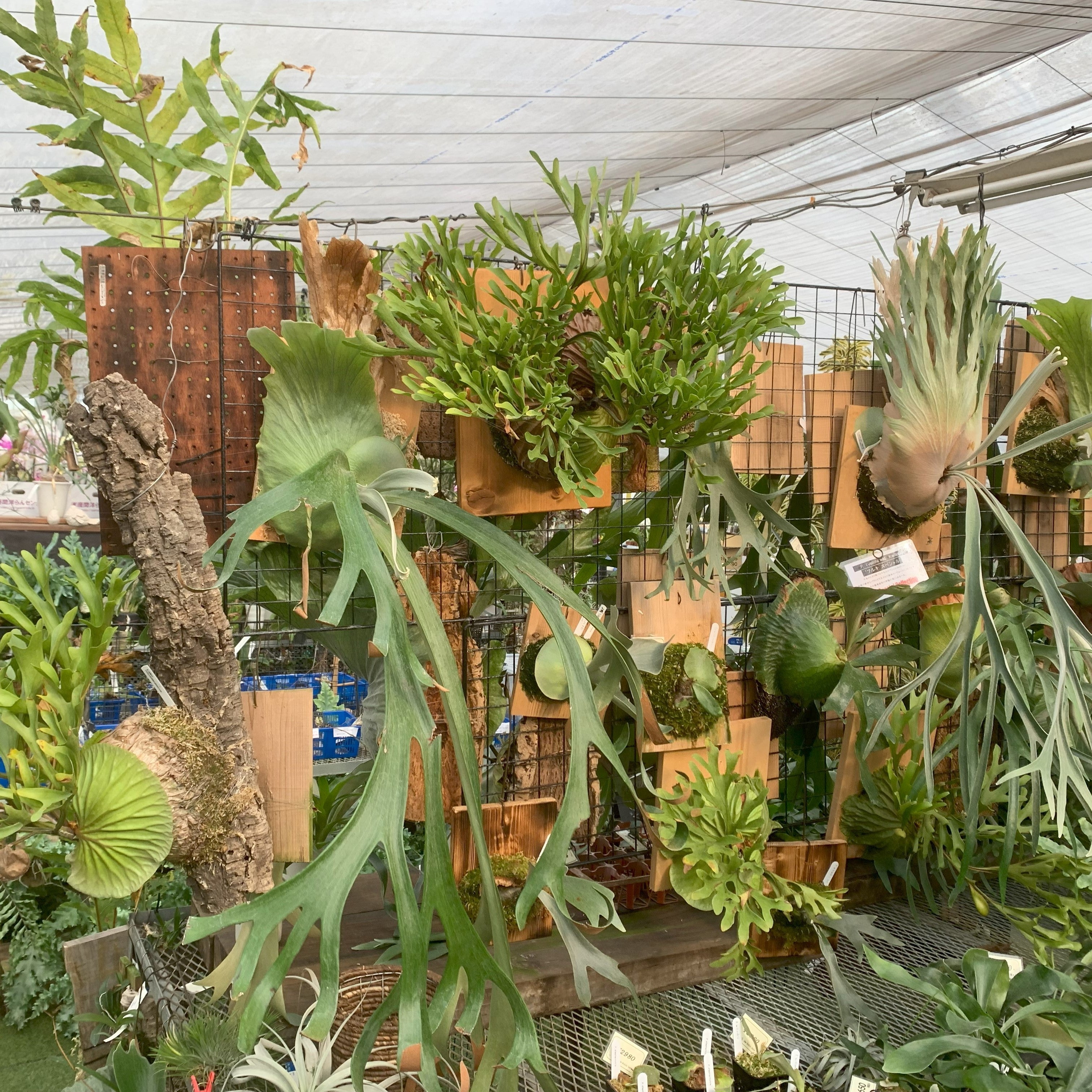 ビカクシダ 品種不明 成長日記① | ぴよと植物 ビカクシダ 品種不明 成長日記① | ぴよと植物