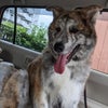 秋田犬ふじ♥夏休み５日目だワン♪の画像