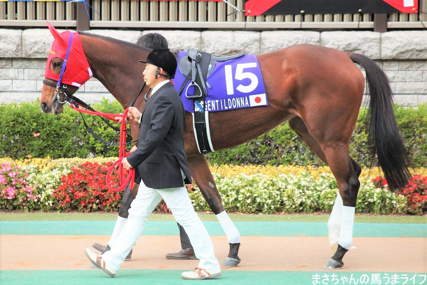 2012・11・25 第32回 ジャパンカップ パドック②編 優勝馬