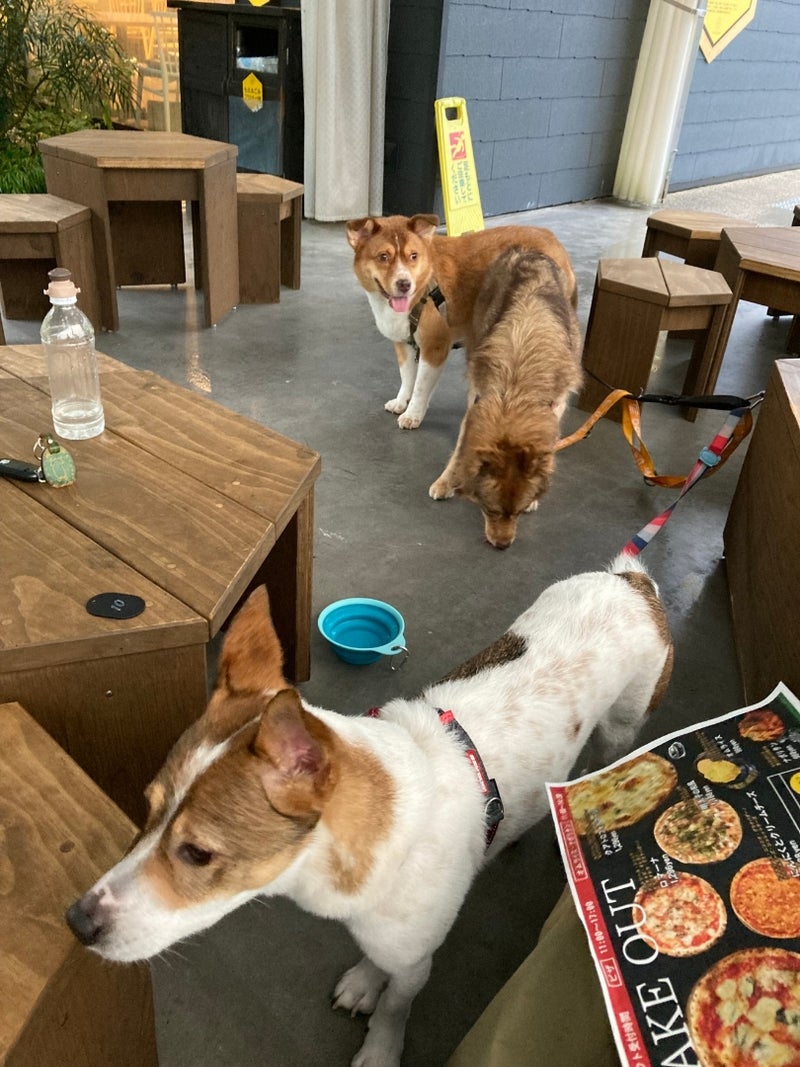 神戸養蜂場で犬とランチ　兵庫県のテラス席犬OKカフェ　関西の犬とお出かけスポット　神戸市北区で犬と食事