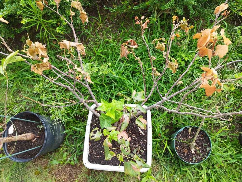 カシス(ブラックカーラント)鉢植え果樹と野菜栽培