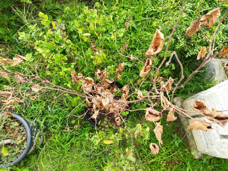 ハシバミ(和製ヘーゼルナッツ)鉢植え果樹と野菜栽培