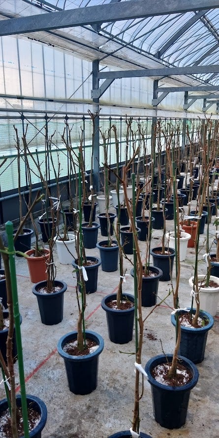 エバーフレッシュ8号仕立て直し | 「観葉植物生産者」のブログ エバーフレッシュ8号仕立て直し | 「観葉植物生産者」のブログ