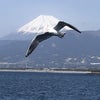 【奇跡の一枚】駿河湾から富士山をの画像