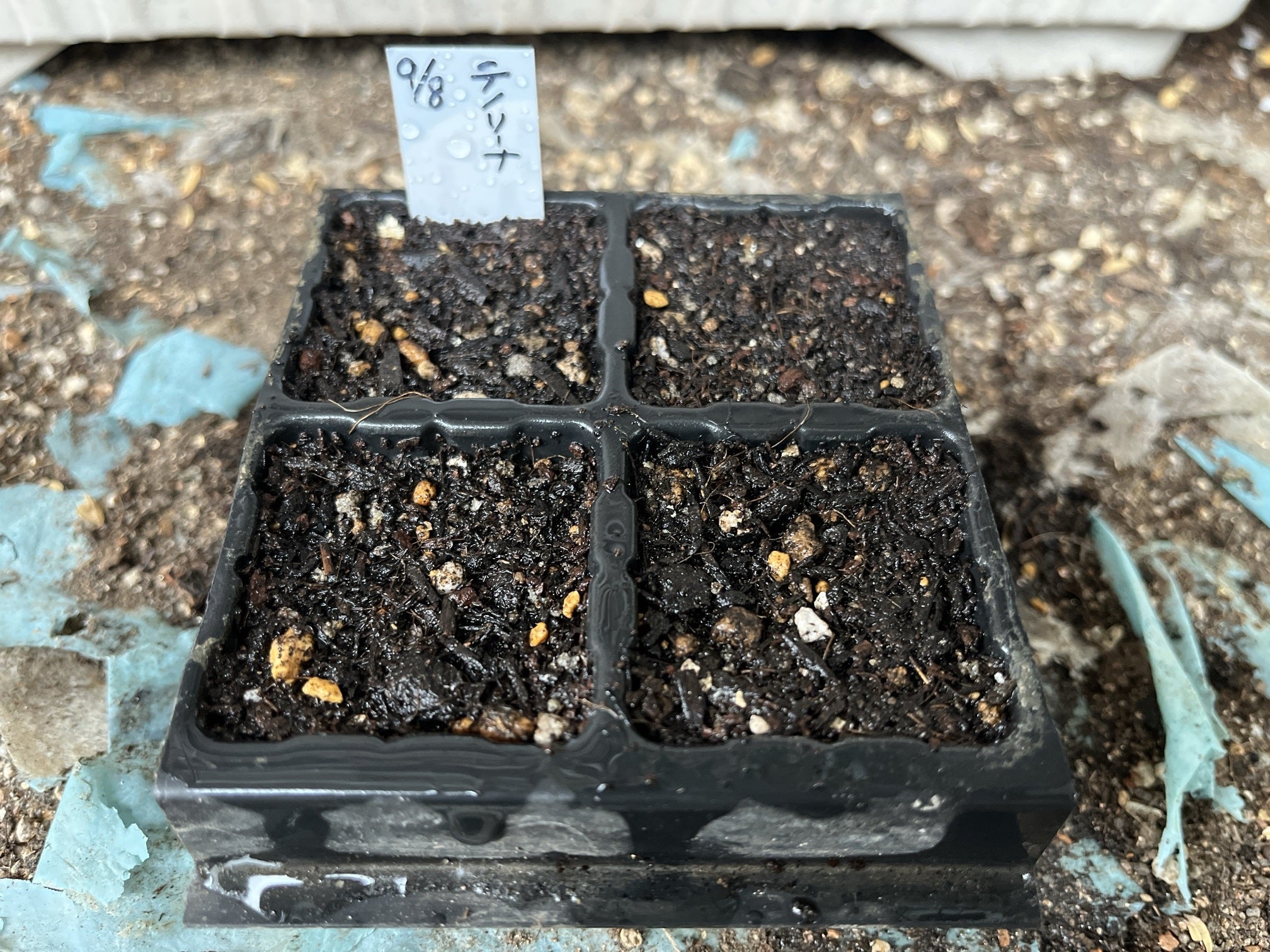 ミニレタスのリベンジ種まき～！ | どんべいの週末菜園日記