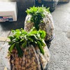台北人が業者用の生果卸売り市場に潜入〜龍眼こわい！の画像
