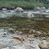 岐阜の白川で鮎釣りの画像