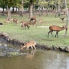 奈良公園で、大群の鹿さんの画像