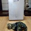 ジアイーノ保護犬猫応援プロジェクト