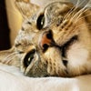 朝から放心顔の猫の画像