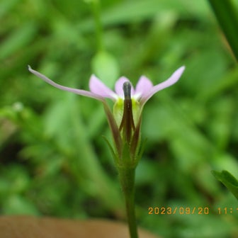 244　9月20日（2023）のお花さん　：　コナギ・他