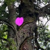 連理の枝〜永遠の愛を誓うスポット〜京都植物園の画像