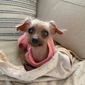 オカメインコと保護犬トイプードルのブログ