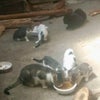 緊急支援のお願い　猫の手174（村上市多頭崩壊）でフードが足りません！の画像
