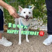 お誕生日おめでとう！　柴犬専門店　柴屋