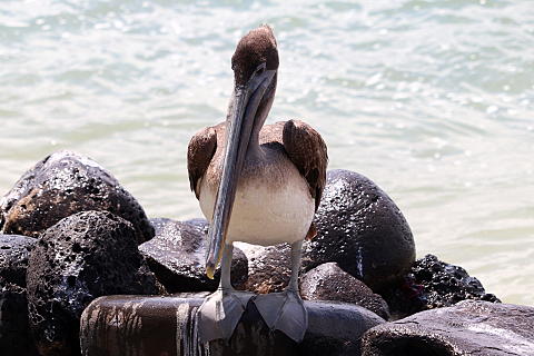 エクアドル旅行(8)ガラパゴス諸島へ | Que sais-je? ク・セ エクアドル旅行(8)ガラパゴス諸島へ | Que sais-je? ク・セ