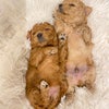【出産】タイニープードル産まれました♡の画像