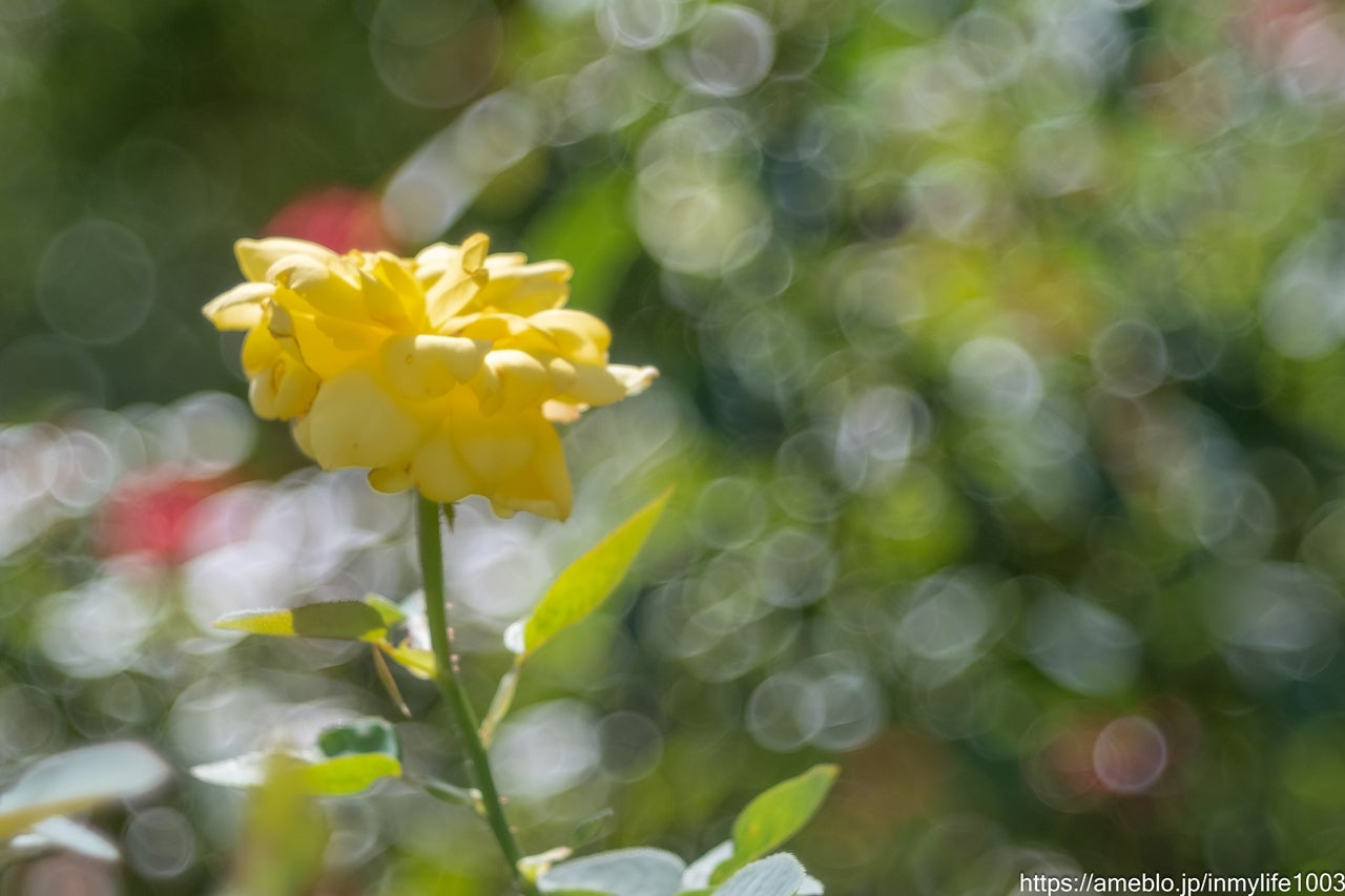 試し撮り】TTArtisan 100mm F2.8 | In My Life ~ 想い出づくり~ 試し撮り】TTArtisan 100mm F2.8 | In My Life ~ 想い出づくり~