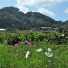 日本の里山百選に選ばれた穂谷で芋掘りしたよの画像
