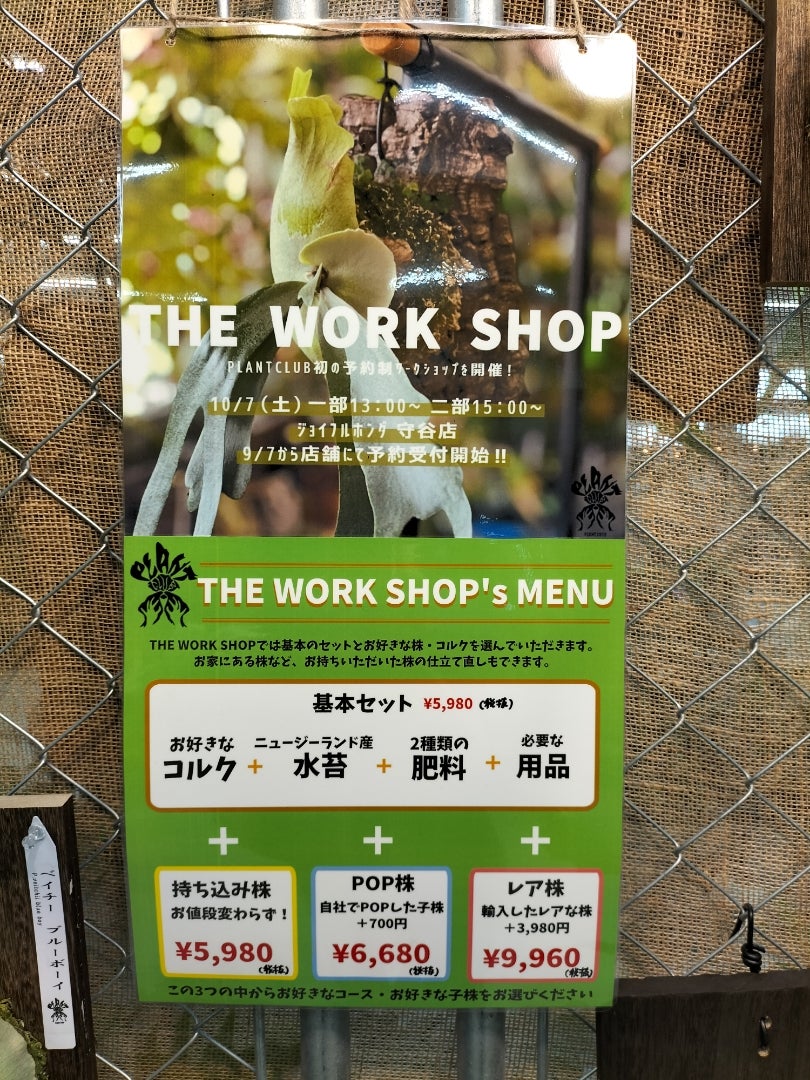 ビカクシダの板付けにチャレンジ | 花とはな