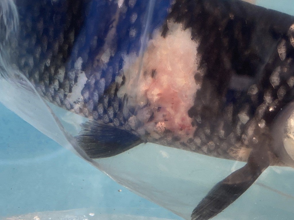 錦鯉が病気 | ゼロとほっぺちゃん 錦鯉が病気 | ゼロとほっぺちゃん