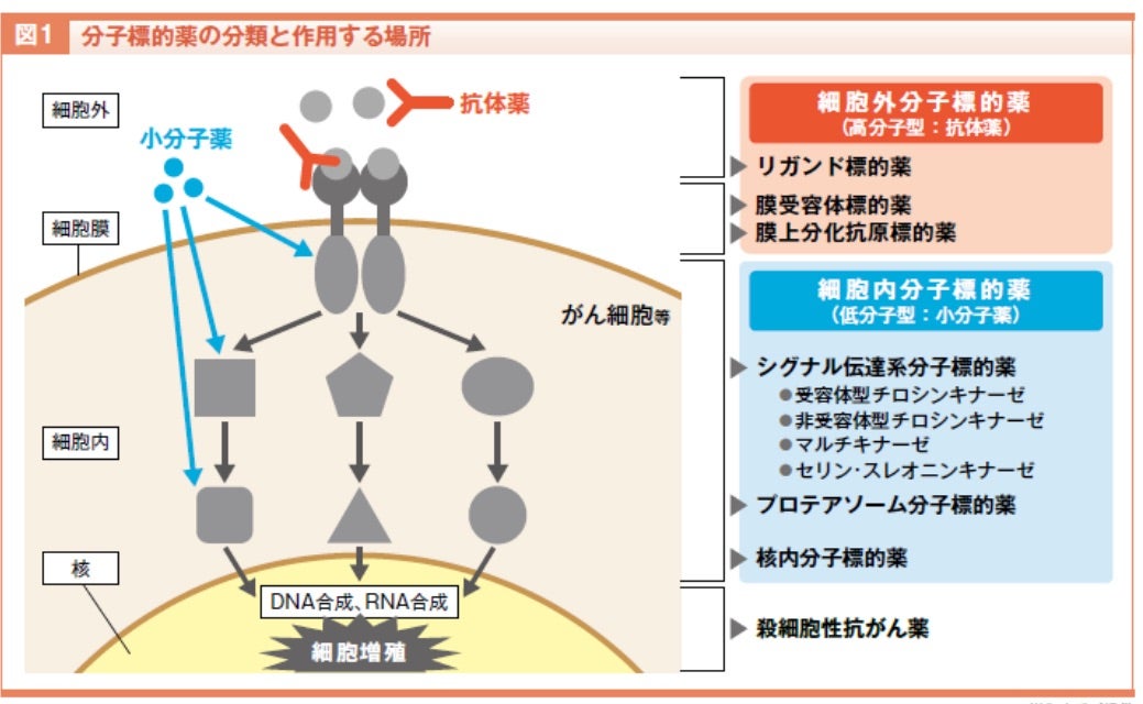 分子標的薬 | 肺腺癌Ⅳ 5years 〜りえもんがんばるもん〜