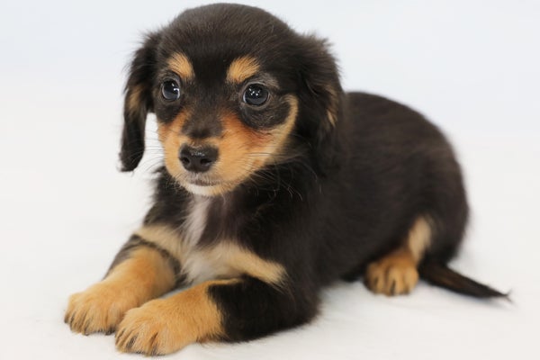 デザイン犬『チワックス』 2023年8月20日生まれ | 愛犬 