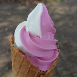 画像 薔薇を見に行ったのに の記事より 6つ目