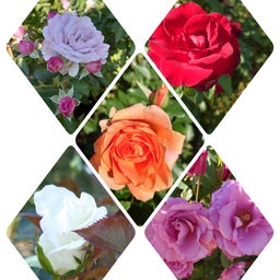 画像 薔薇を見に行ったのに の記事より 3つ目