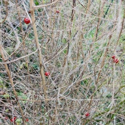 画像 畑で見つけた赤い実と小さな花 の記事より 4つ目
