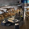 福井県立恐竜博物館　リニューアルレポ　その２の画像