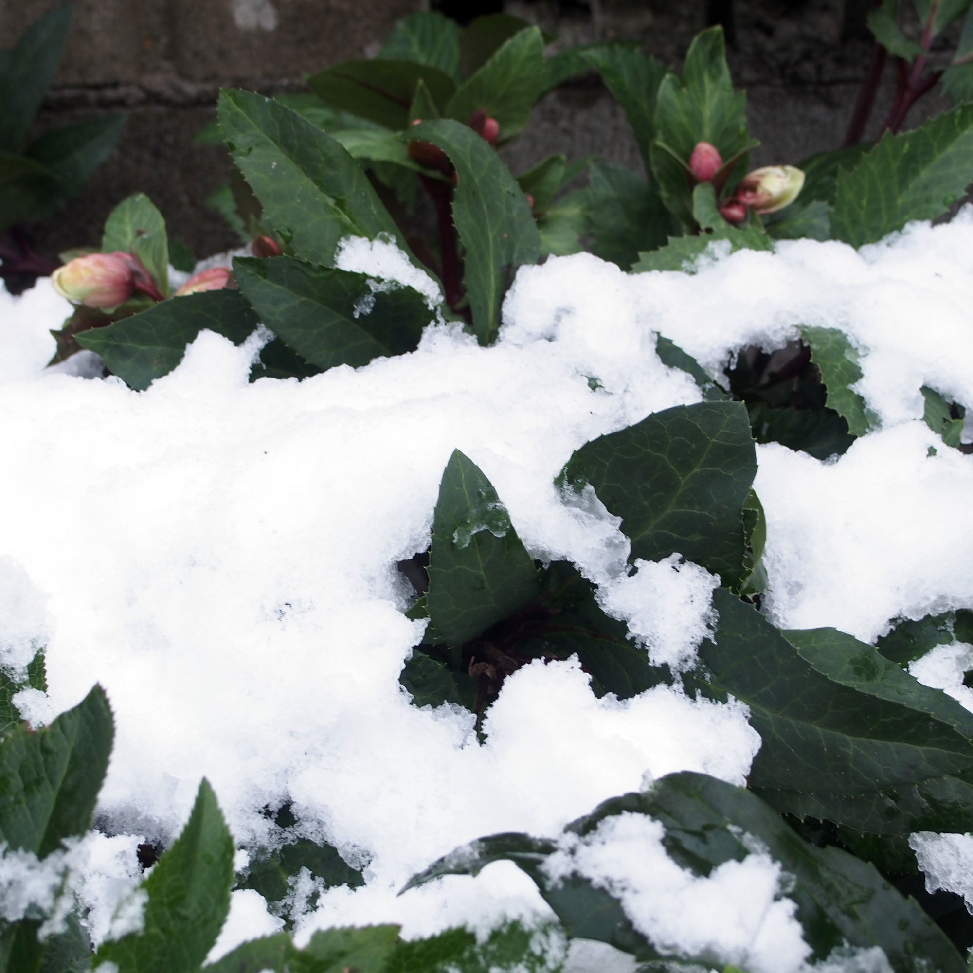 雪が積もる地方でのクリスマスローズの管理 | クリスマスローズ 雪が積もる地方でのクリスマスローズの管理 | クリスマスローズ