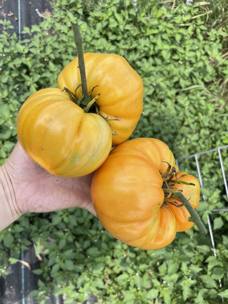 毎年育てる私のお気に入りトマト品種　エアルームトマト６種
