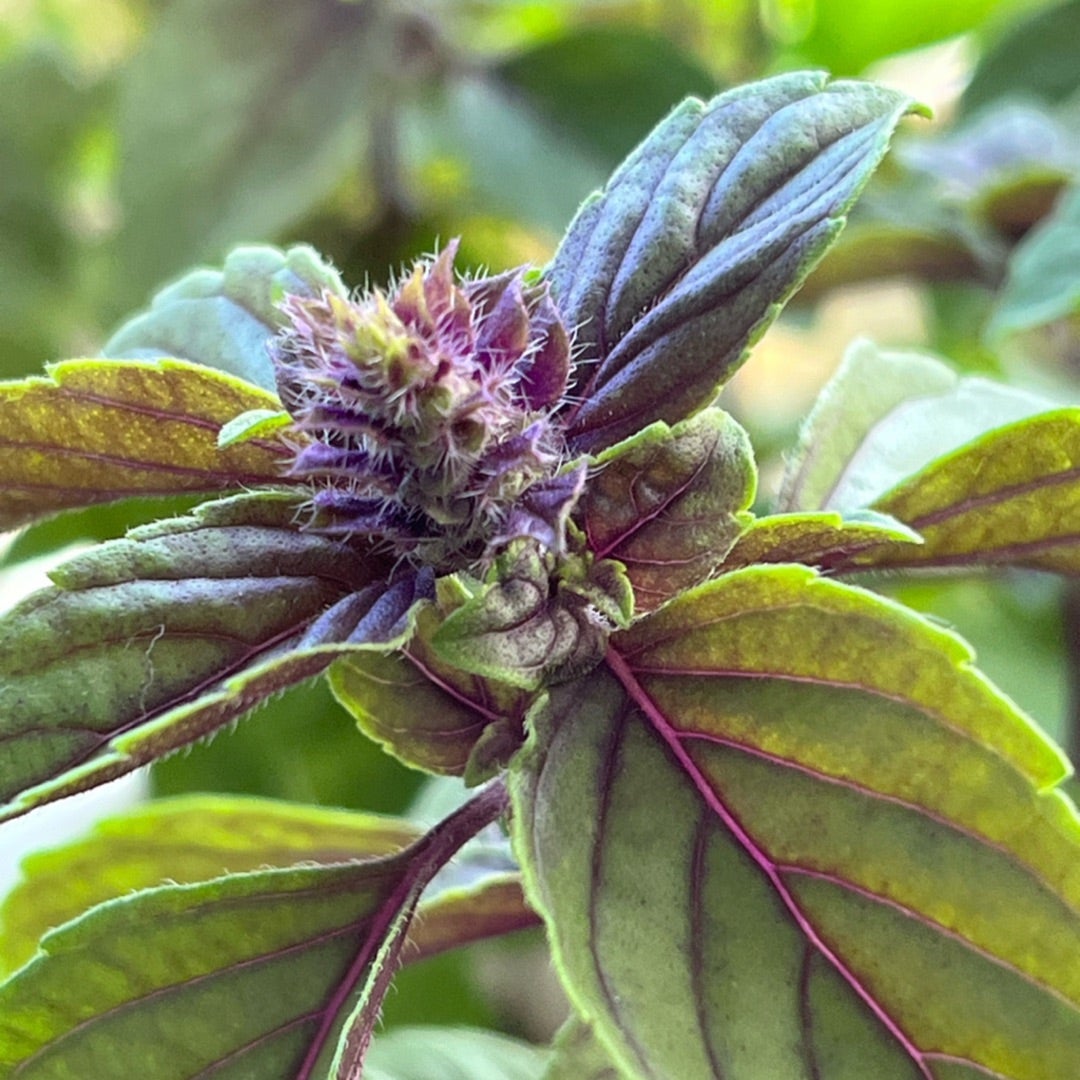 アフリカンブルーバジル 苗 お花も香りも素敵‼️ 心無 寒さ強し アフリカンブルーバジル 苗 お花も香りも素敵‼️ 心無 寒さ強し