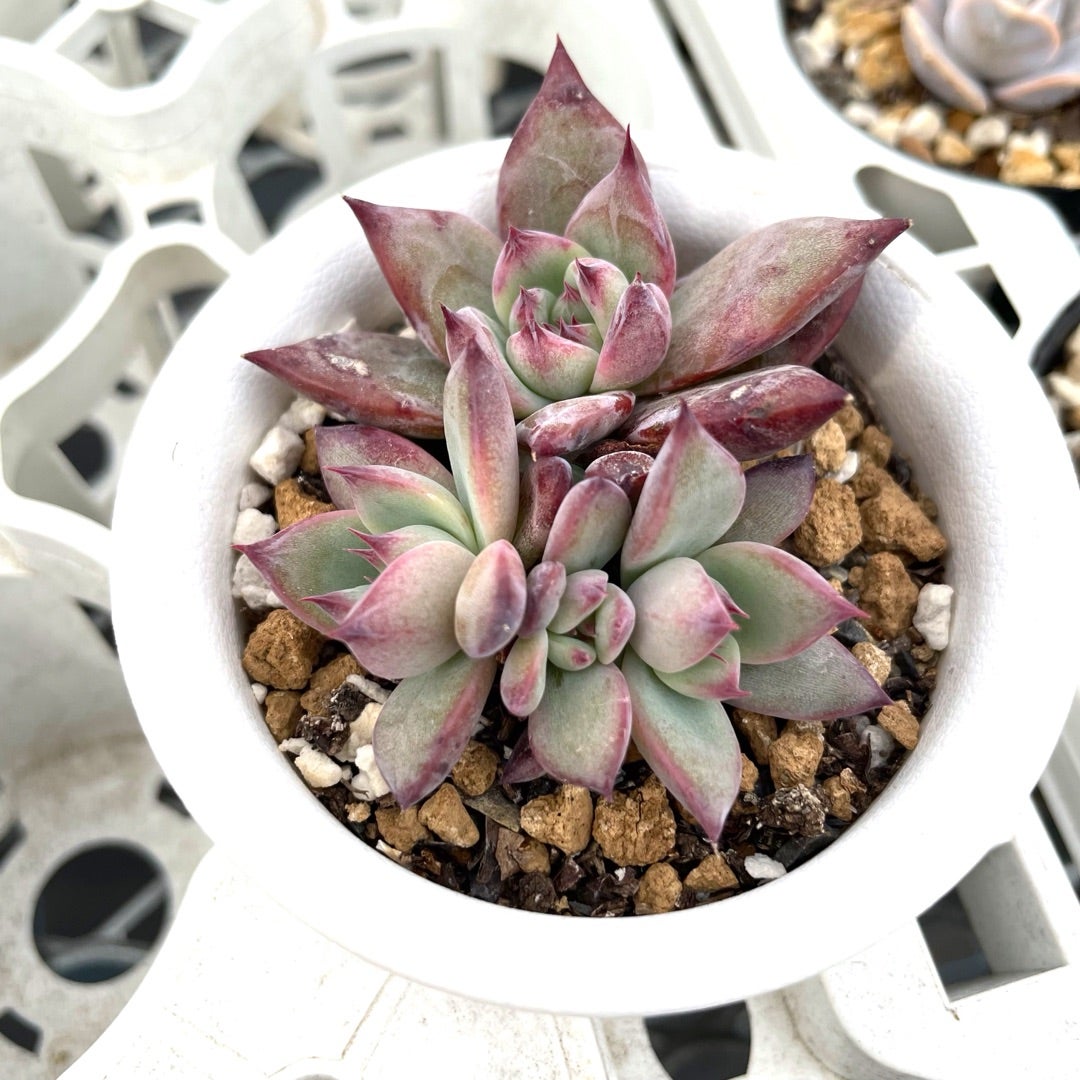 シンフォロサナム交配など | コキリノSucculents Life シンフォロサナム交配など | コキリノSucculents Life