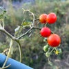 柳川で半農半X 65 最後のトマトの画像