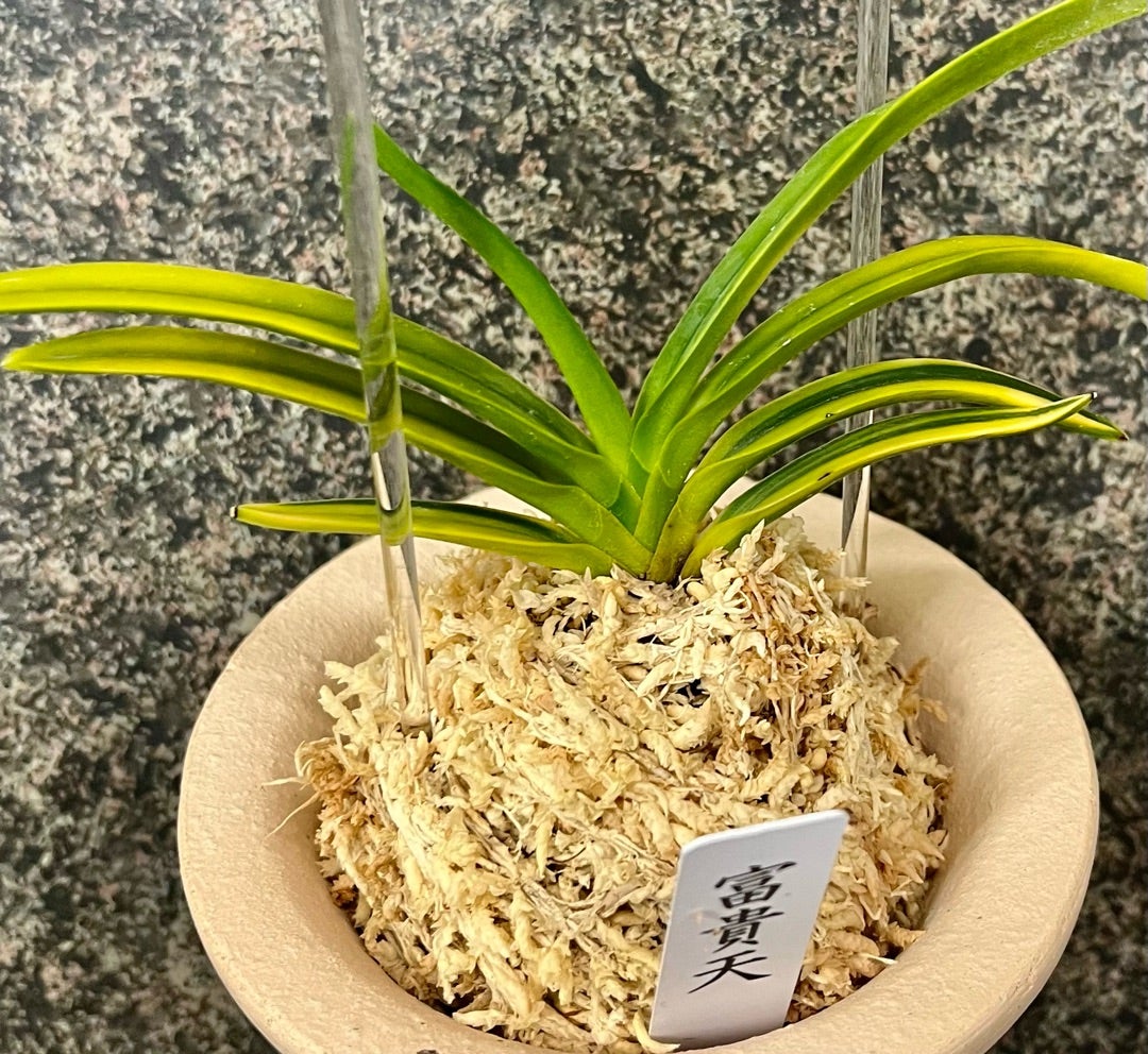 富貴蘭 【富貴天】 | 富貴蘭を楽しんでブログ 富貴蘭 【富貴天】 | 富貴蘭を楽しんでブログ