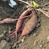 芋掘り体験で食育の画像