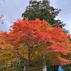 高野山の紅葉がとてもきれいの画像