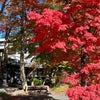軽井沢の紅葉の画像