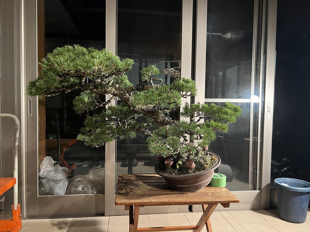 五葉松No.3の続きと改作のビフォーアフター | Vintage Bonsai 五葉松No.3の続きと改作のビフォーアフター | Vintage Bonsai