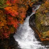 奥日光の紅葉① 竜頭ノ滝、さかなと森の観察園の画像