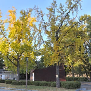大阪城公園『いちょう』の標本木の画像